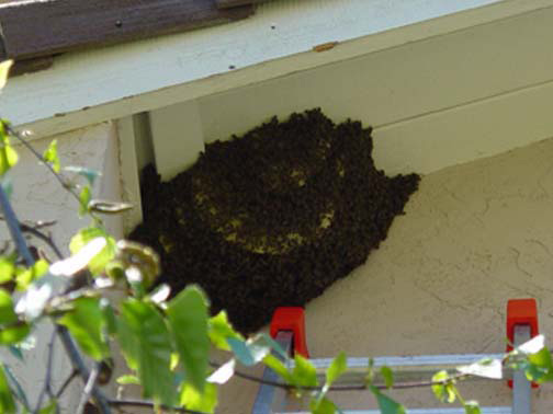 Bee Removal West Los Angeles This is a 
    picture of a hive hanging underneath an eave.